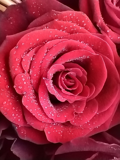 רקעים petal, red