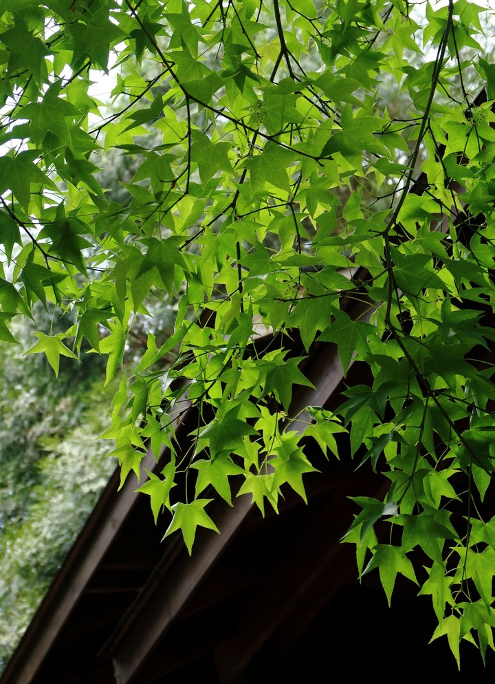 Leaves