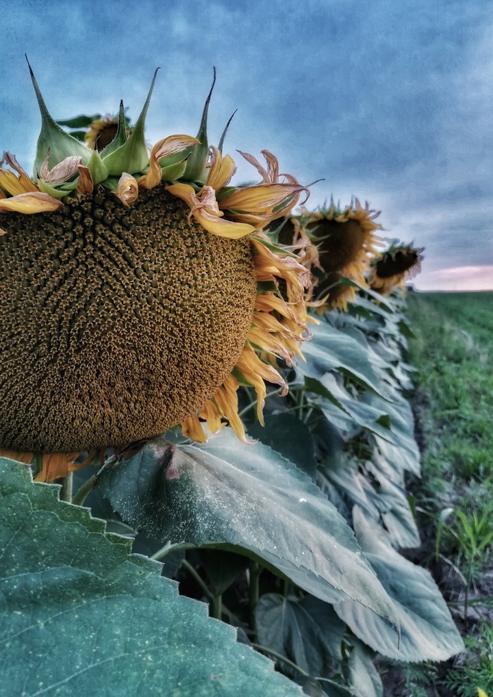 Sunflower