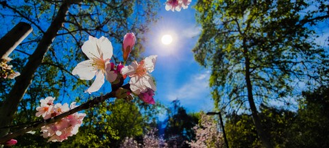 leaf, flower wallpapers