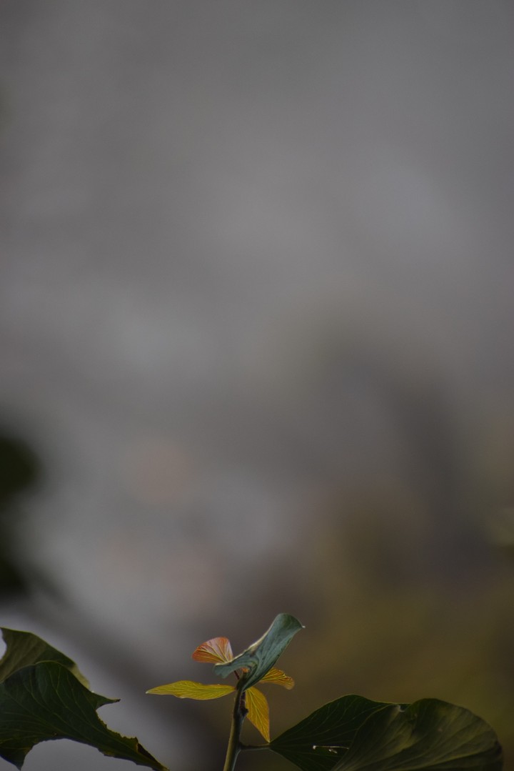 Hanging leaves on tree