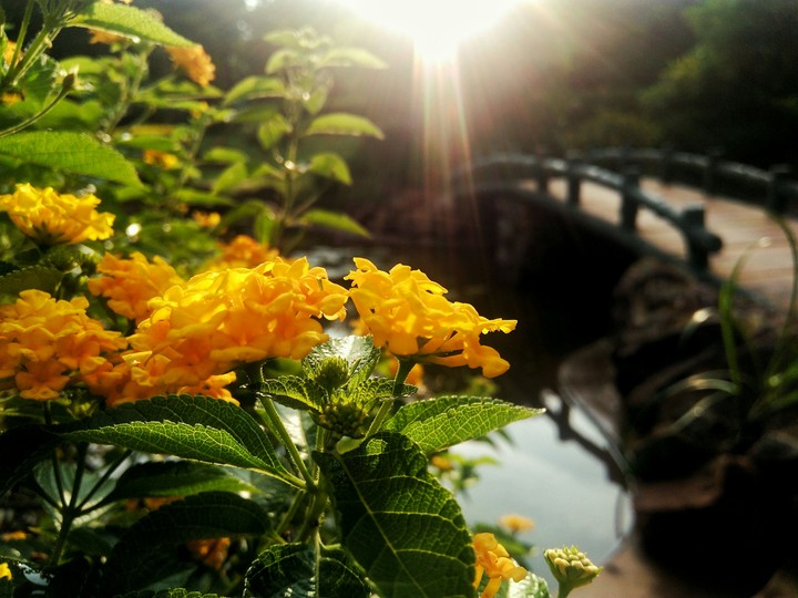 flower