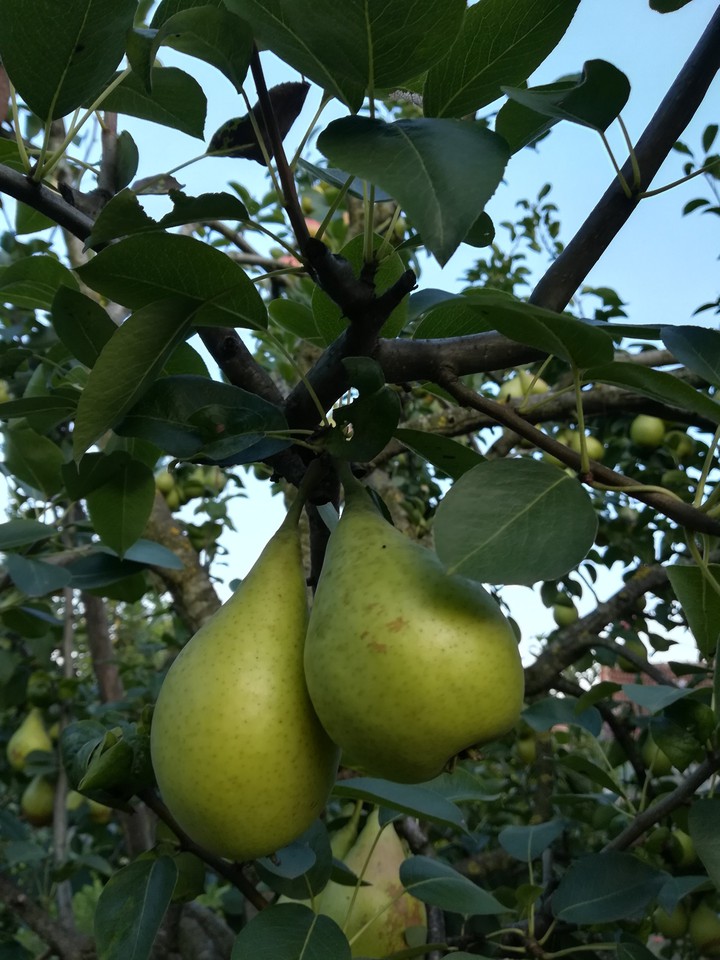 pear