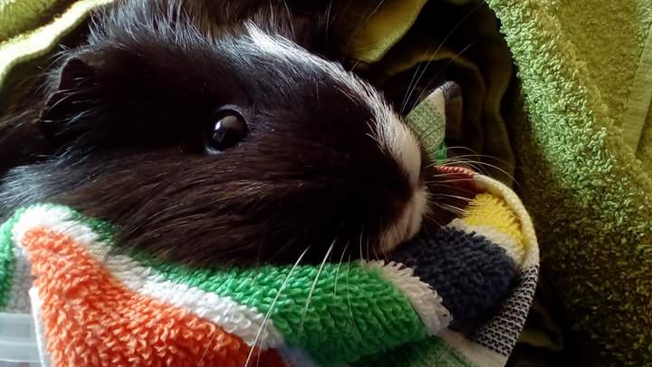 Guinea Pig