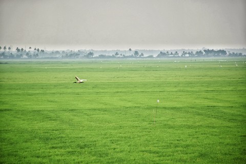Green Desert