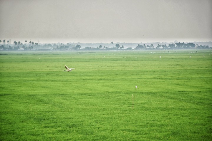 Green Desert