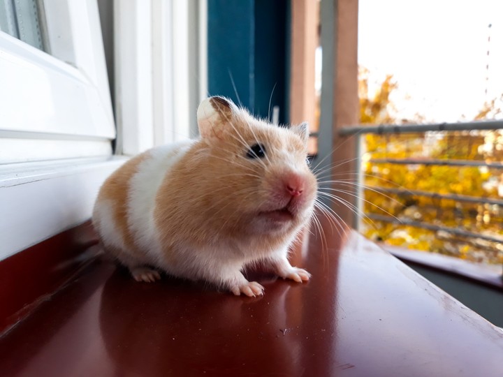 hamster