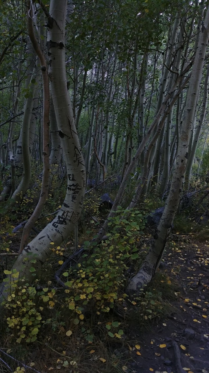 Birch Maze