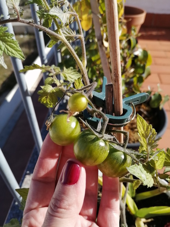 Cherries tomatoes