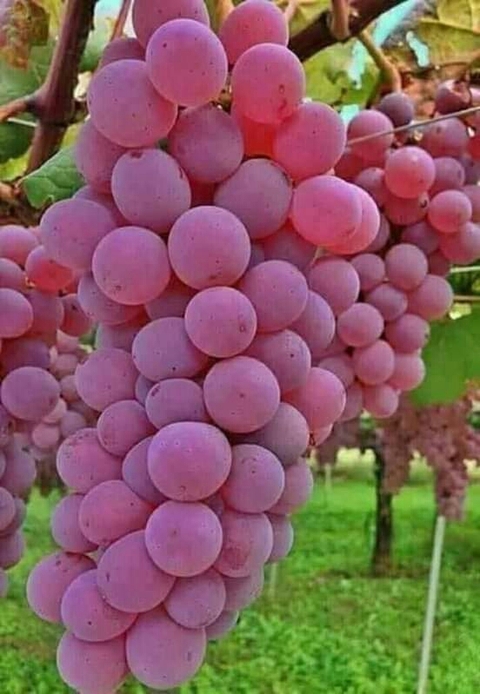 sfondi vitis, fruit