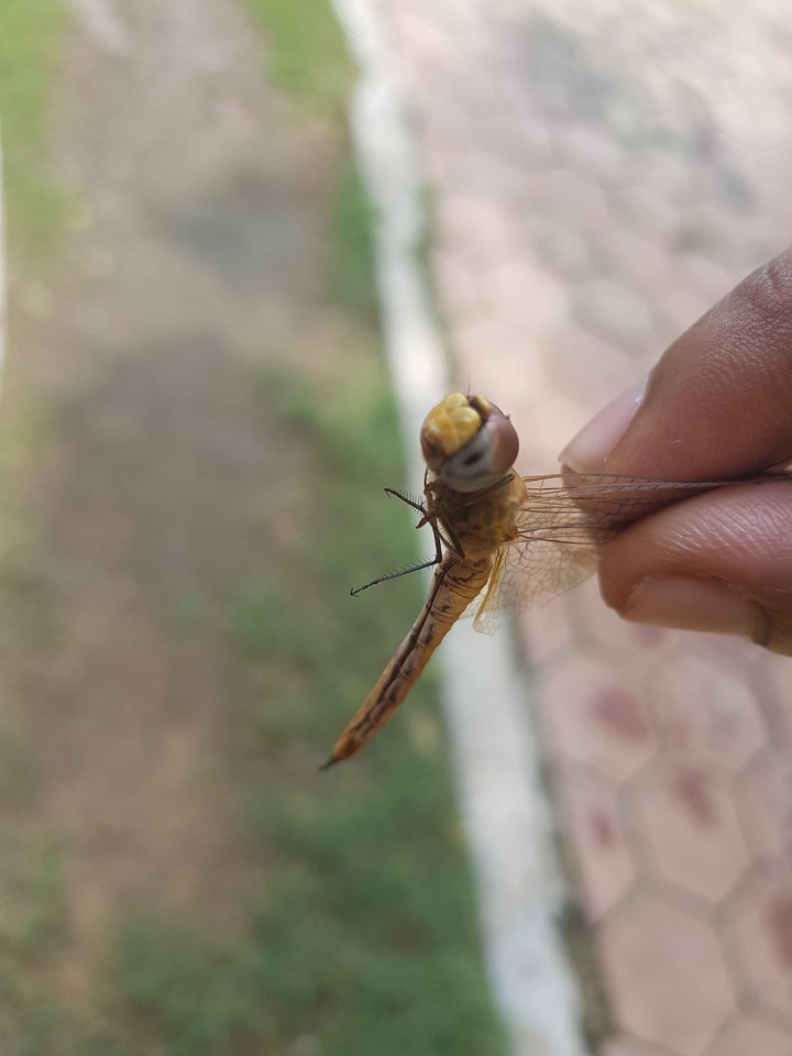 fly