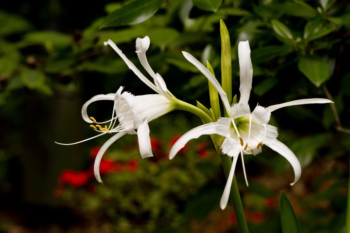 Andean Daffodils