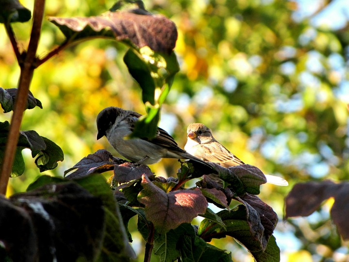 birtds