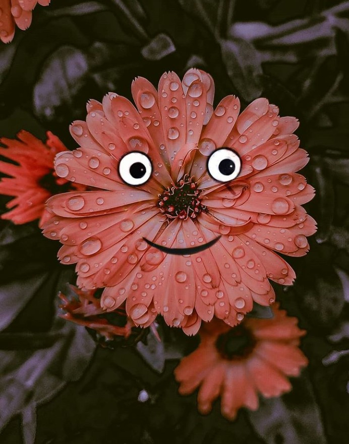 flowers