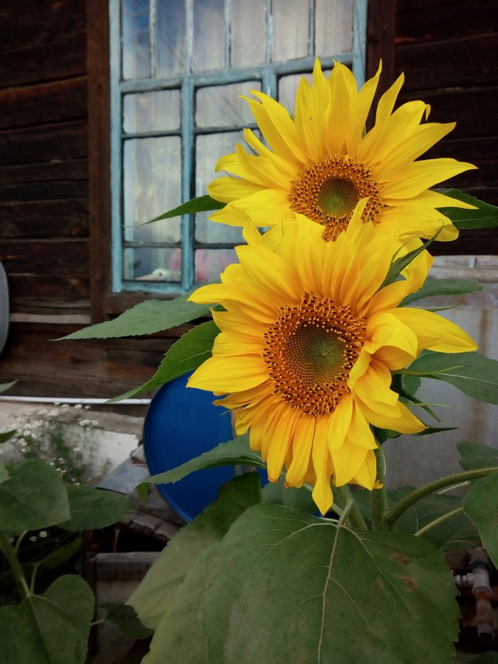 Village sunflower