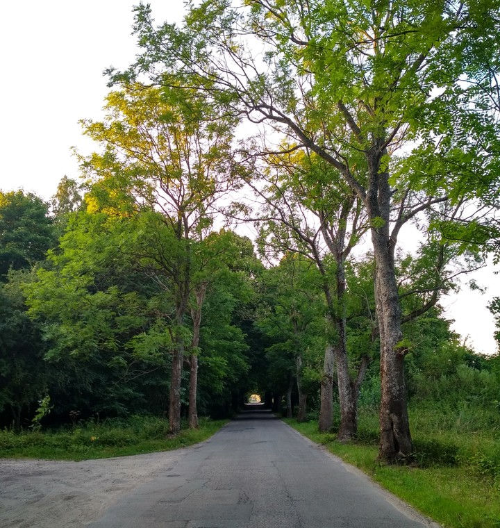 Trees