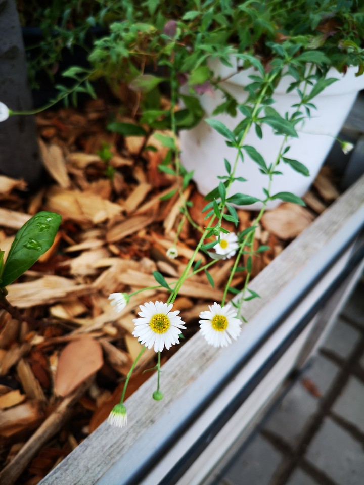 Pretty flowers