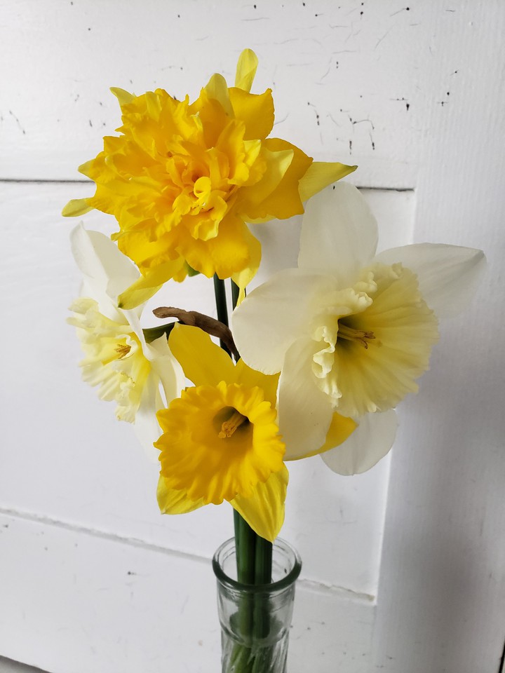 daffodils