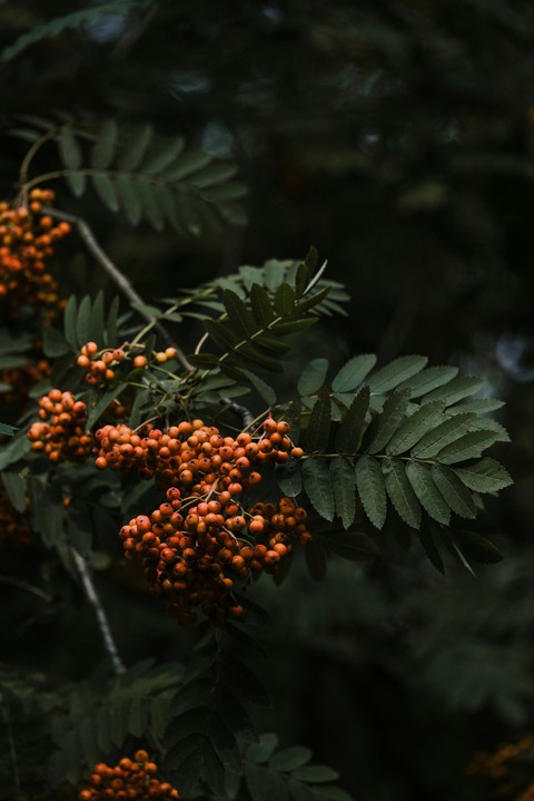 rowan, elaeagnaceae háttérképek