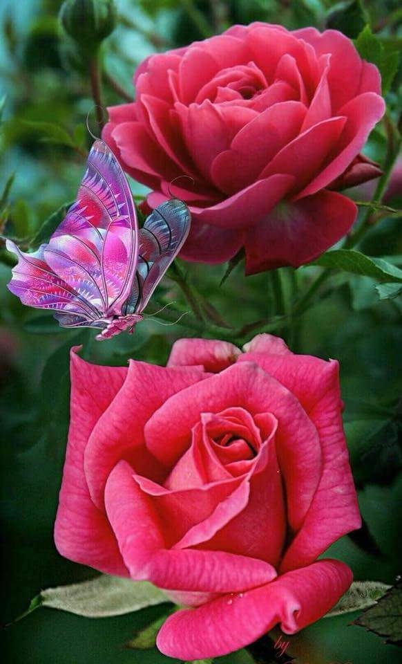 Roses