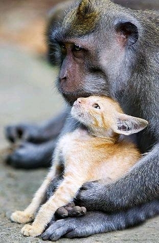 Love between Animals