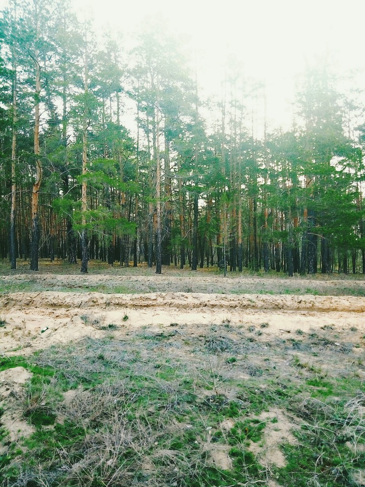 Лес