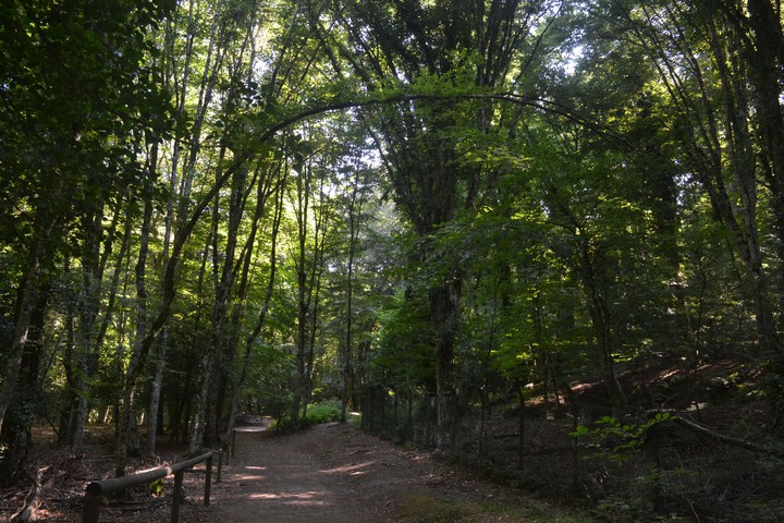 Into the wild
