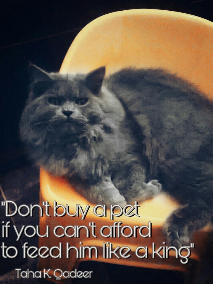 Persian Cat