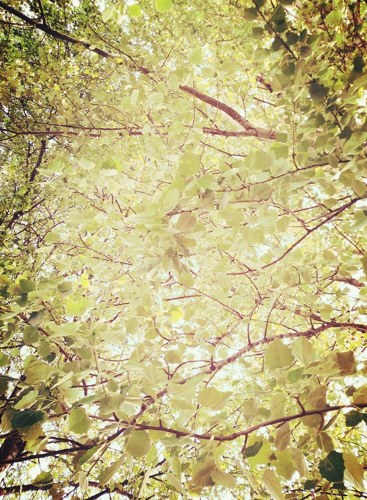 yellow trees
