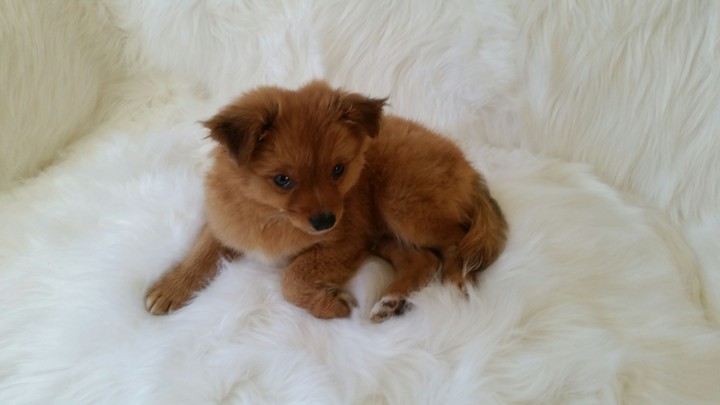 puppy