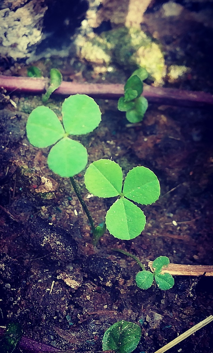 plantes
