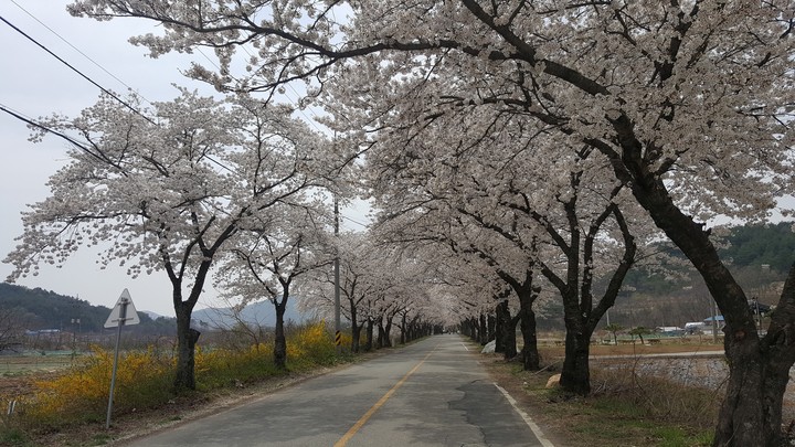 경주 벚꽃길