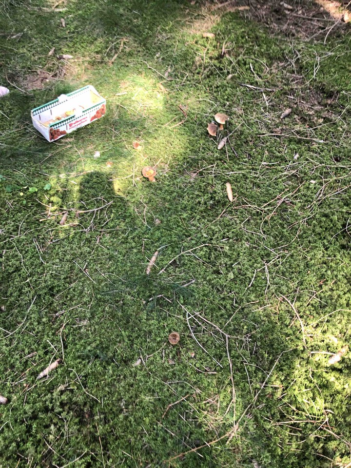 Pilzesammeln im Wald