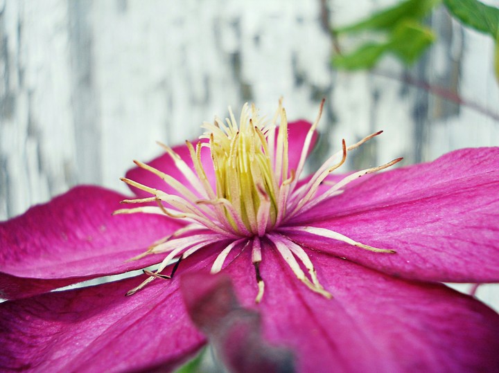 clematis