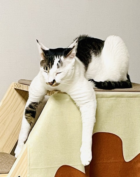 тапети comfort, whiskers