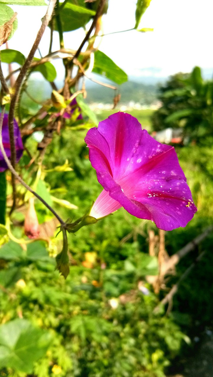 flower