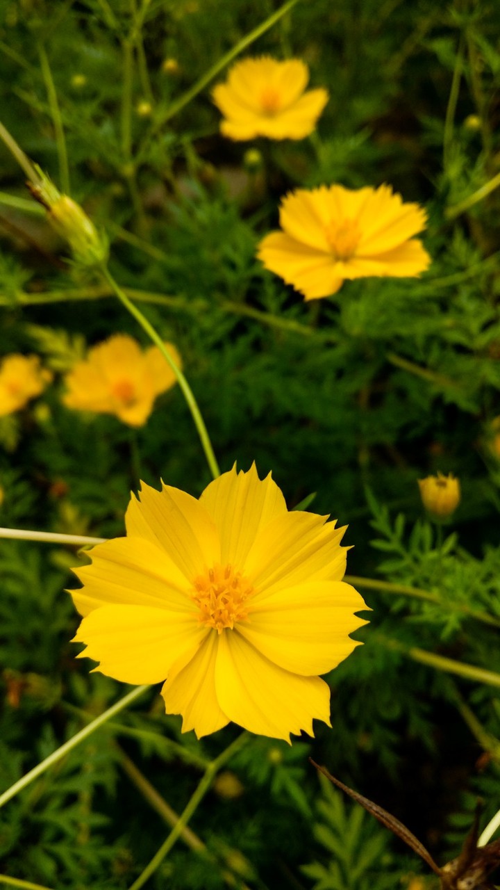 yellow