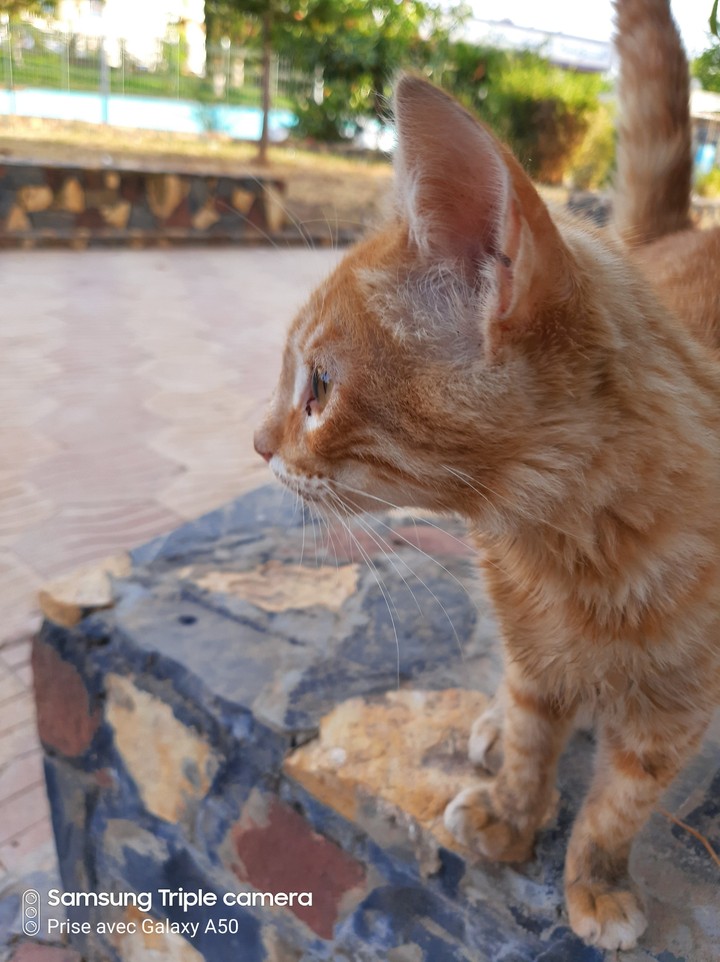 Chat??