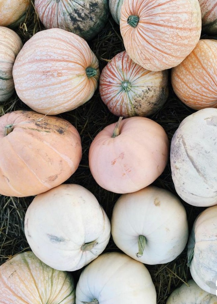 pumpkin bumpkin