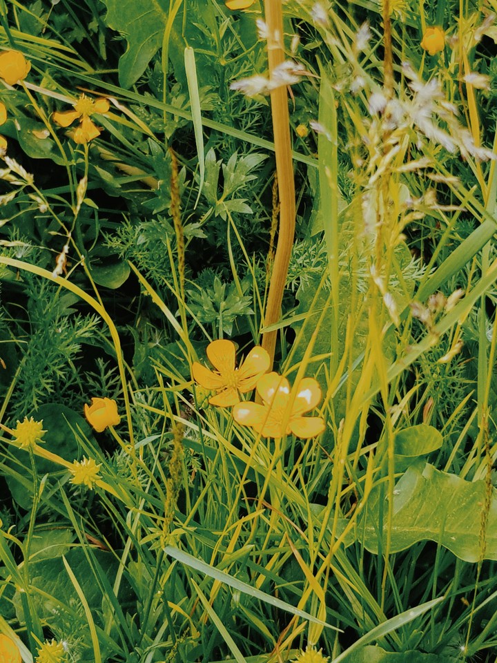#nature#yellow#flower