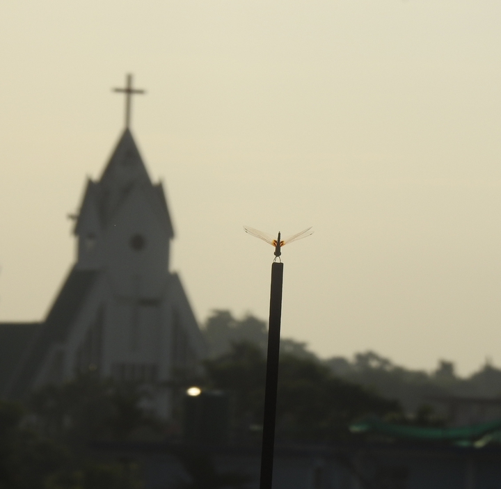 dragonfly fly fliesss