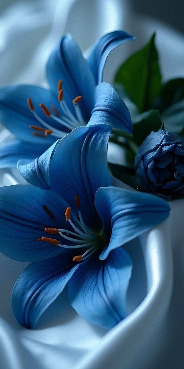 floristry, petal Hintergrundbilder