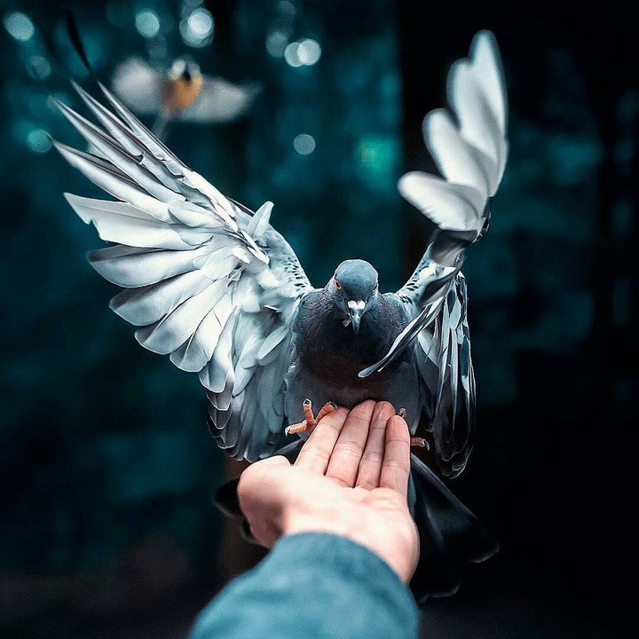 dove"$