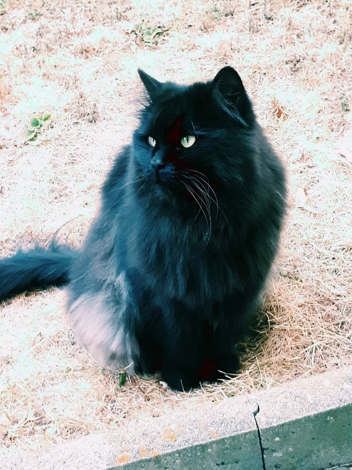 my Beautiful Cat