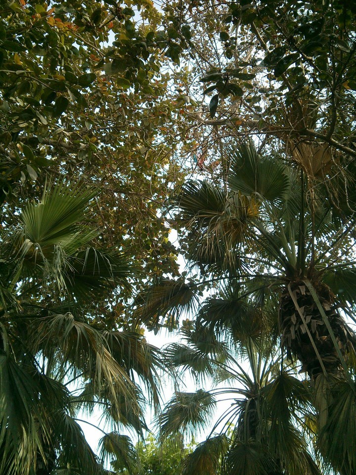 Nature