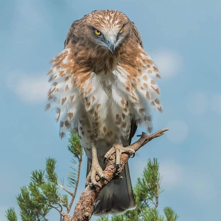 Animal