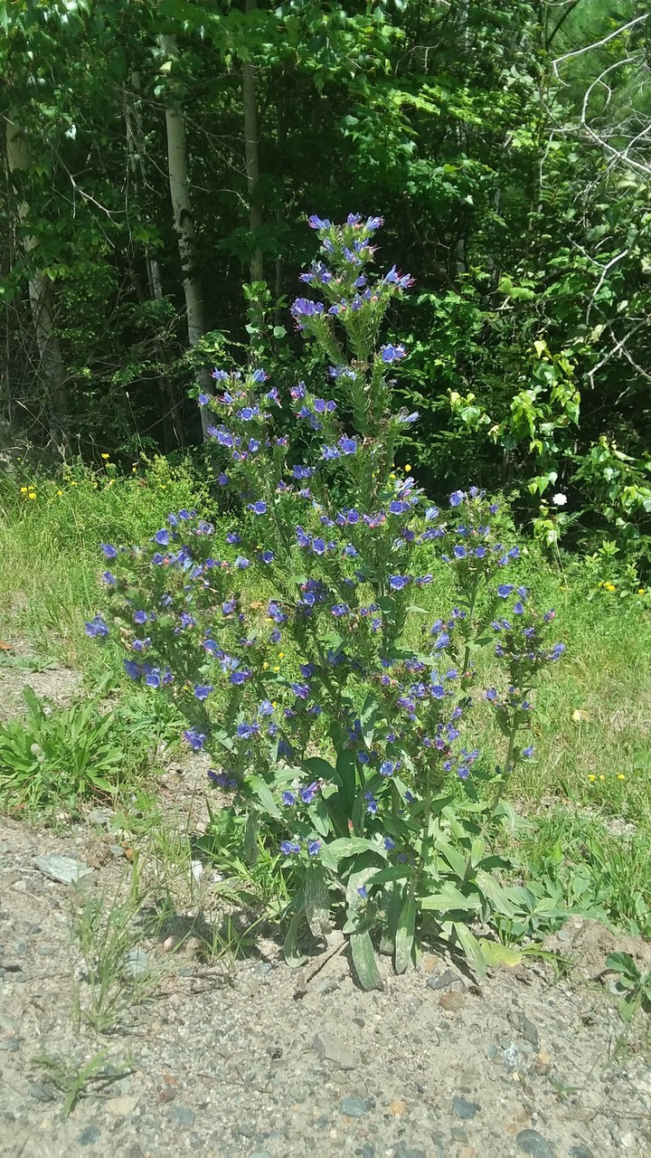 Summer Flower