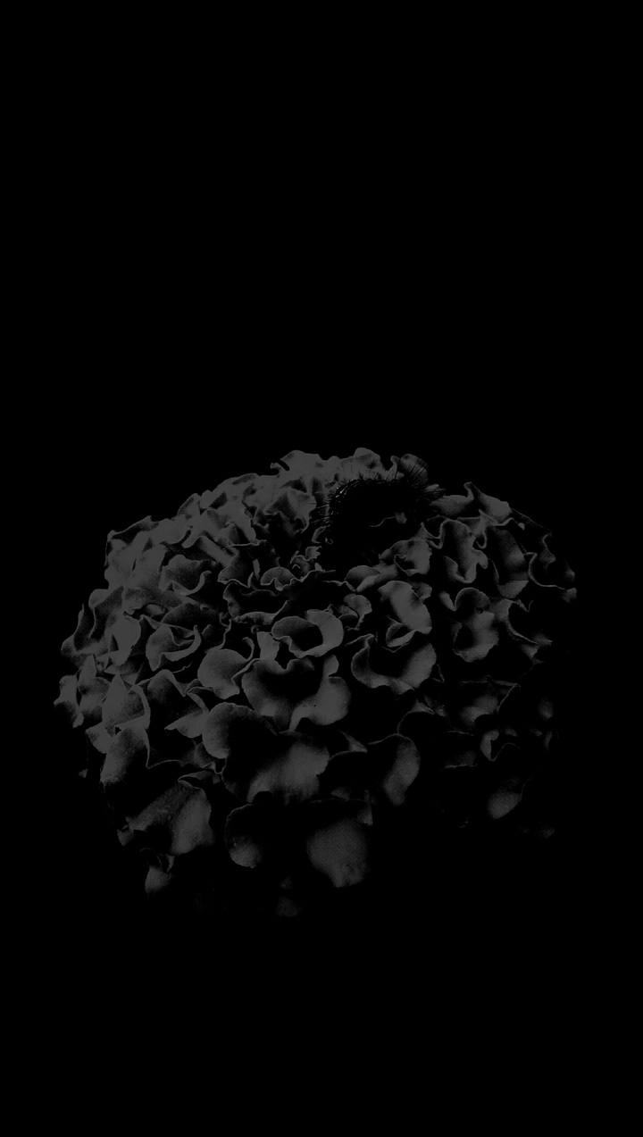 Flower in Negative Exposure