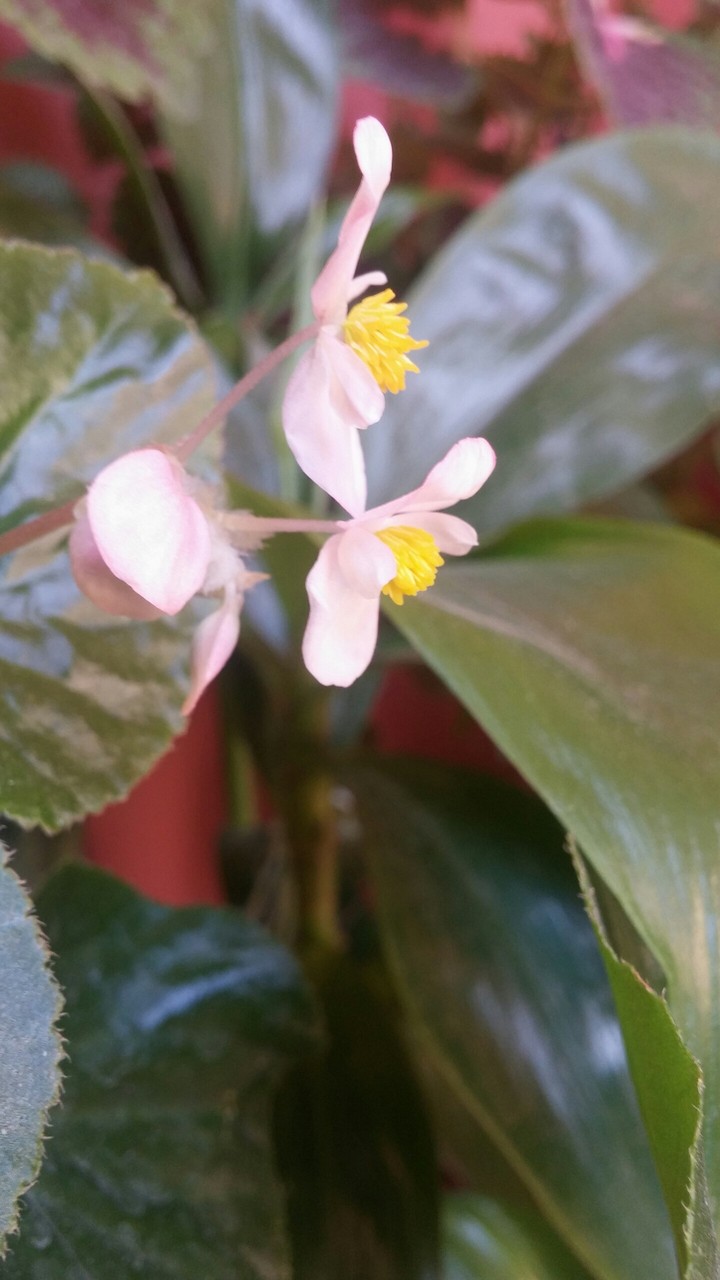 #pinkflower
