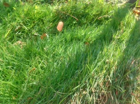grass